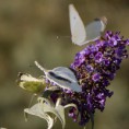 /album/georges-faure-macros/pierides-3-dsc-5511-jpg1/